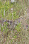 Le Conte's thistle